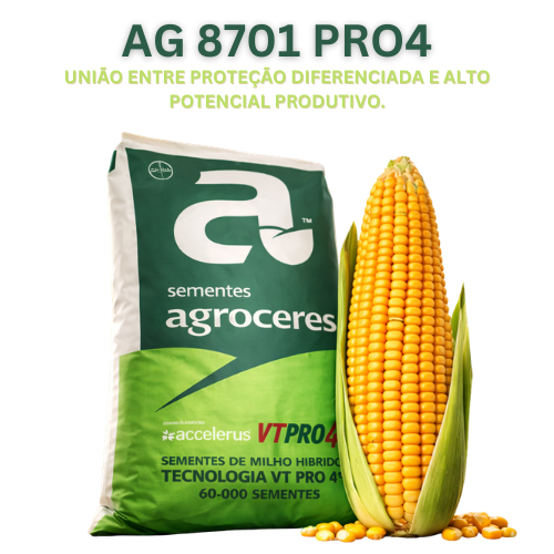Milho Híbrido Agroceres 8701 VT PRO4 – Sanidade e Qualidade de Grão 2 Milho Híbrido Agroceres 8701 VT PRO4 – Sanidade e Qualidade de Grão - Imagem 2