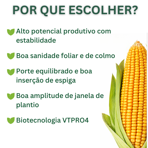 Milho Híbrido Agroceres 8701 VT PRO4 – Sanidade e Qualidade de Grão 3 Milho Híbrido Agroceres 8701 VT PRO4 – Sanidade e Qualidade de Grão - Imagem 3