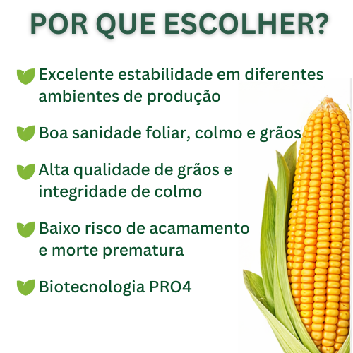 Milho Híbrido Agroceres 8606 VT PRO4 – Versatilidade e Rusticidade 3 Milho Híbrido Agroceres 8606 VT PRO4 – Versatilidade e Rusticidade - Imagem 3