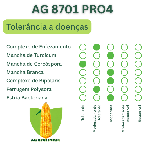Milho Híbrido Agroceres 8701 VT PRO4 – Sanidade e Qualidade de Grão 5 Milho Híbrido Agroceres 8701 VT PRO4 – Sanidade e Qualidade de Grão - Imagem 5