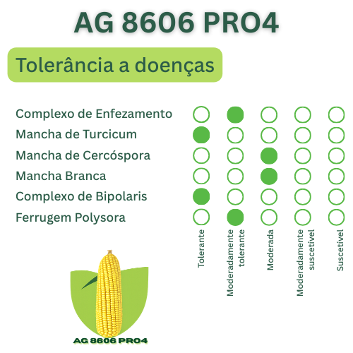 Milho Híbrido Agroceres 8606 VT PRO4 – Versatilidade e Rusticidade 5 Milho Híbrido Agroceres 8606 VT PRO4 – Versatilidade e Rusticidade - Imagem 5