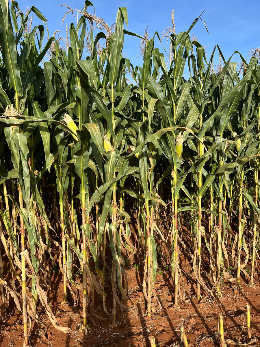 Milho Híbrido Agroceres 8606 VT PRO4 – Versatilidade e Rusticidade 8 Milho Híbrido Agroceres 8606 VT PRO4 – Versatilidade e Rusticidade – detalhes | Barracão do Adubo