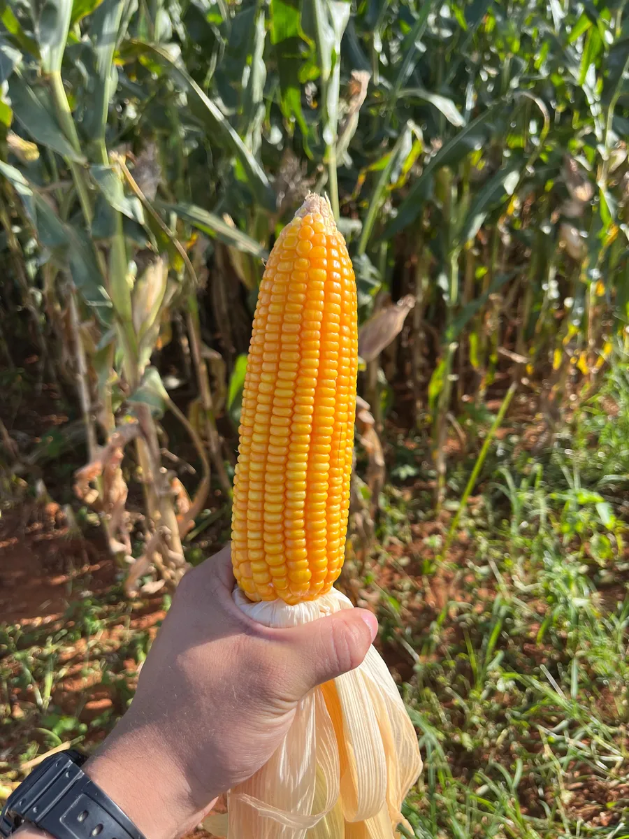 Milho Híbrido Agroceres 8606 VT PRO4 – Versatilidade e Rusticidade 9 Milho Híbrido Agroceres 8606 VT PRO4 – Versatilidade e Rusticidade – detalhes | Barracão do Adubo