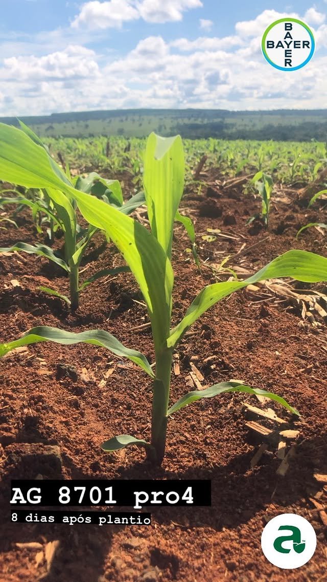 Milho Híbrido Agroceres 8701 VT PRO4 – Sanidade e Qualidade de Grão 8 Milho Híbrido Agroceres 8701 VT PRO4 – Sanidade e Qualidade de Grão – detalhes | Barracão do Adubo