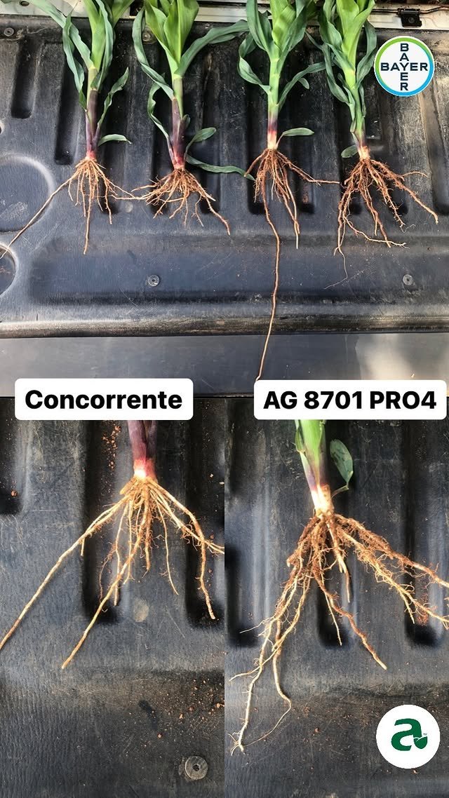 Milho Híbrido Agroceres 8701 VT PRO4 – Sanidade e Qualidade de Grão 7 Milho Híbrido Agroceres 8701 VT PRO4 – Sanidade e Qualidade de Grão – detalhes | Barracão do Adubo