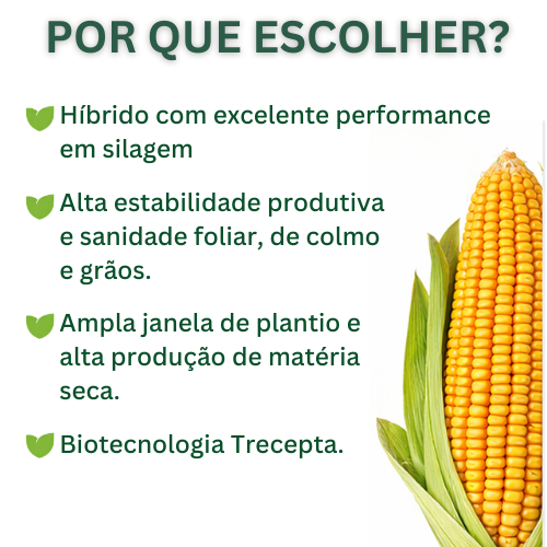 Semente de Milho AG 7098 PRO2 — Agroceres 3 Semente de Milho AG 7098 PRO2 — Agroceres - Imagem 3