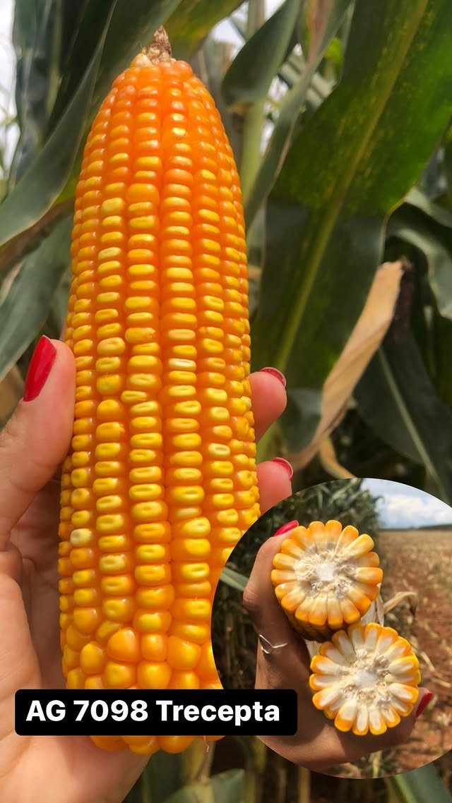 Semente de Milho AG 7098 PRO2 — Agroceres 7 Semente de Milho AG 7098 PRO2 — Agroceres – detalhes | Barracão do Adubo