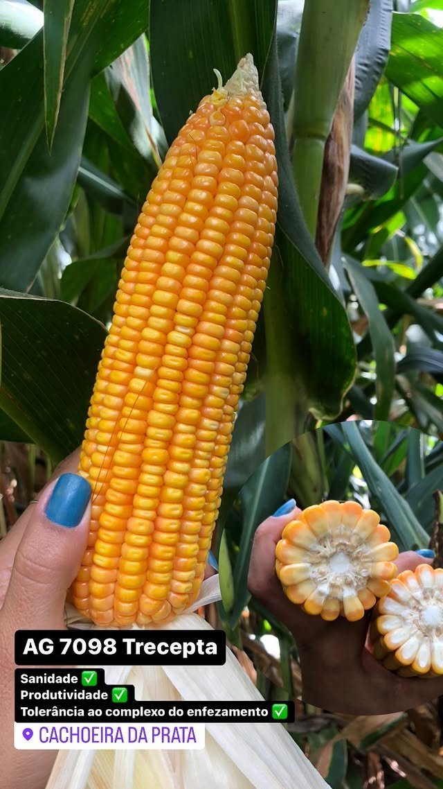 Semente de Milho AG 7098 PRO2 — Agroceres 8 Semente de Milho AG 7098 PRO2 — Agroceres – detalhes | Barracão do Adubo