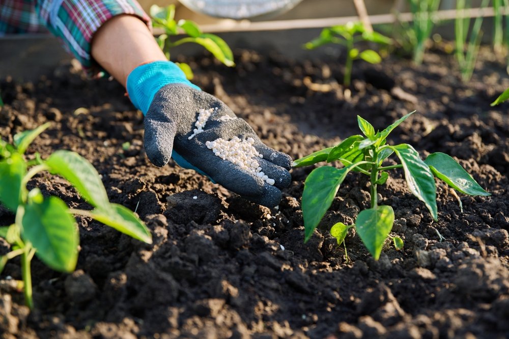 Fertilizante granulado sendo colocado em mudas.